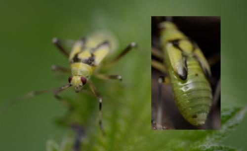 Réf. 183 324 : Calocoris alpestris